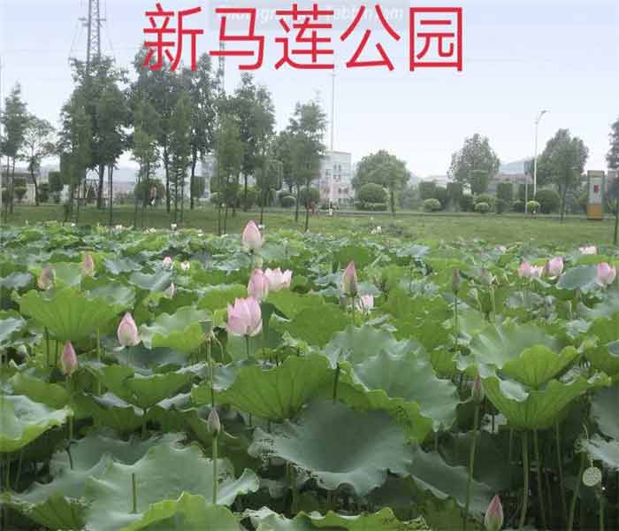 大朗小產(chǎn)權房: 金澤花園